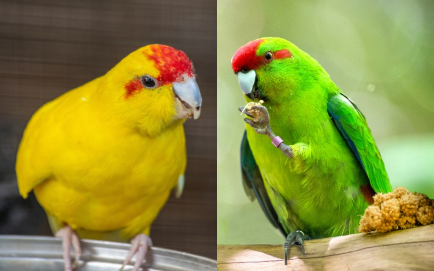 Kakariki rudočelý_foto4